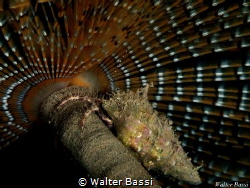 Undercover by Walter Bassi 